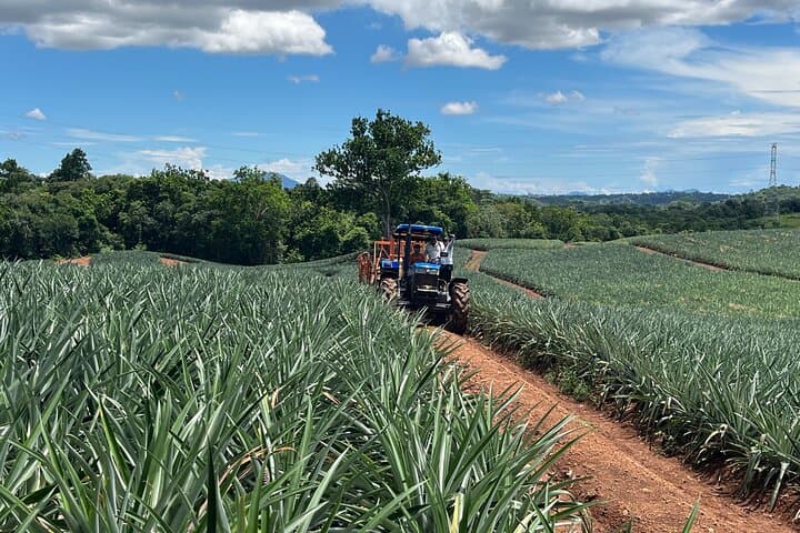 E‑bike Pineapple Farm Tour from Panama City — Ride, Taste & River Refresh photo 6