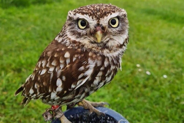 Full-Day Falconry, Sheep Farm & Giant's Causeway Tour from Belfast