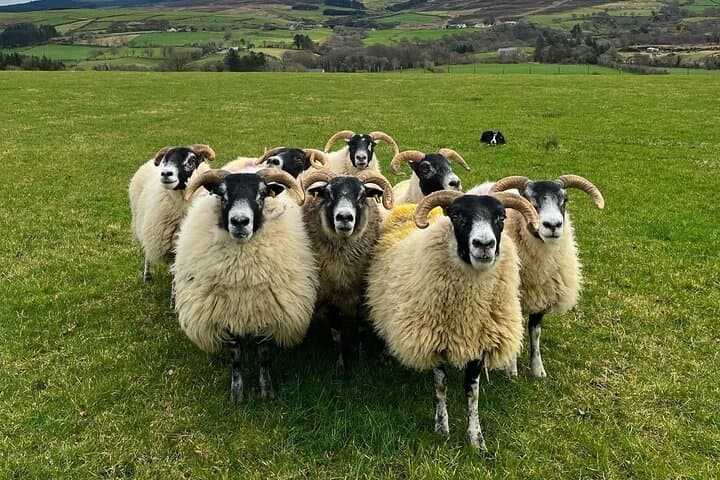 Full-Day Falconry, Sheep Farm & Giant's Causeway Tour from Belfast photo 2