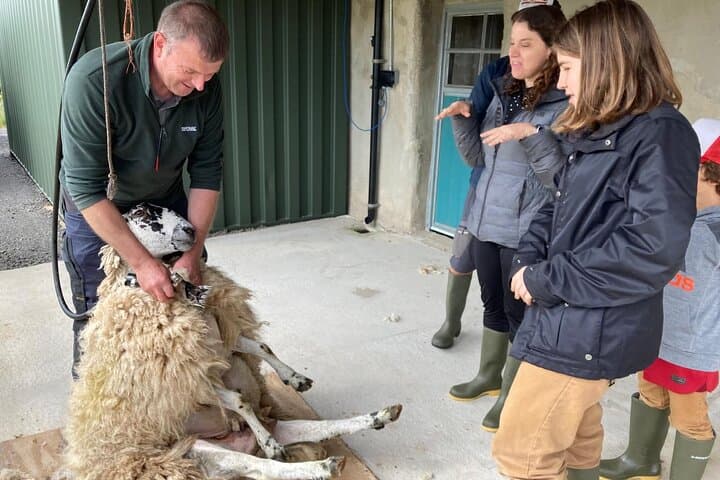 Full-Day Falconry, Sheep Farm & Giant's Causeway Tour from Belfast photo 3