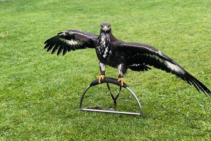 Full-Day Falconry, Sheep Farm & Giant's Causeway Tour from Belfast photo 5