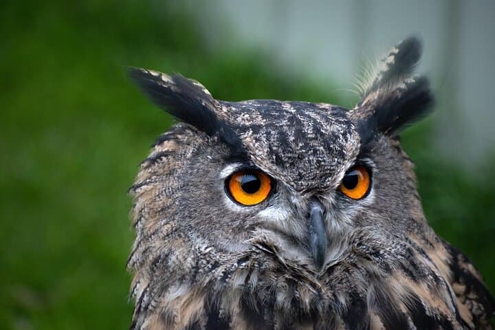 Full-Day Falconry, Sheep Farm & Giant's Causeway Tour from Belfast photo 6