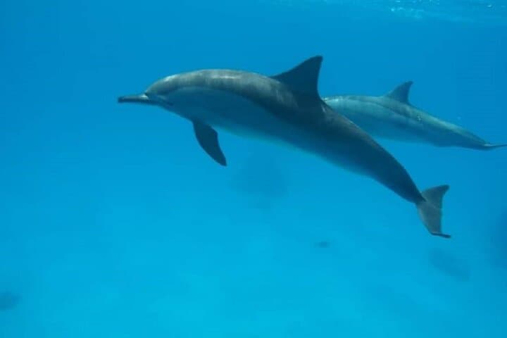 Sharm El Sheikh 15-Minute Dolphin Swim: Red Sea Encounter with Transfers photo 4