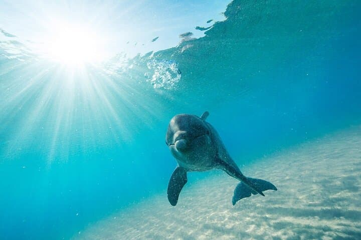 Swim with Dolphins in Sharm El Sheikh: 30-Minute Red Sea Encounter with Transfer photo 6