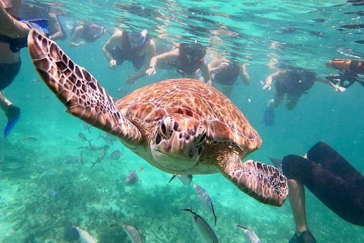 Akumal Turtle Swim & Underground Cenote Private Tour — Snorkel with Sea Turtles and Explore a Freshwater Cavern photo 1