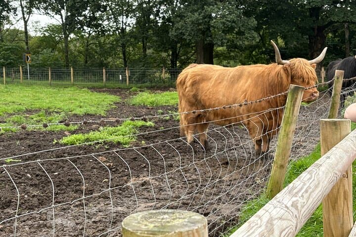 Private Scottish Day Tour from Glasgow: Kelpies, Castle Stops & Highland Cattle photo 4