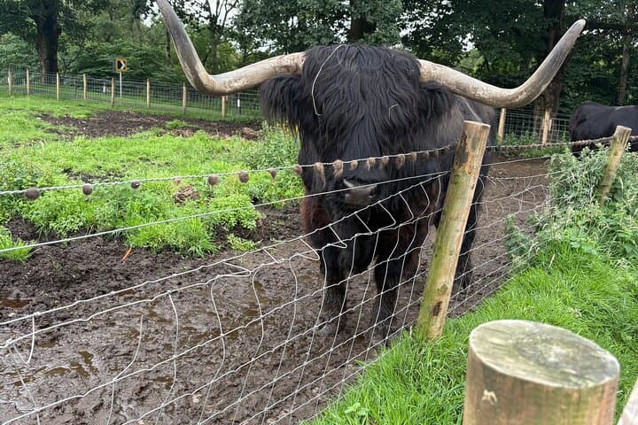 Private Scottish Day Tour from Glasgow: Kelpies, Castle Stops & Highland Cattle photo 5