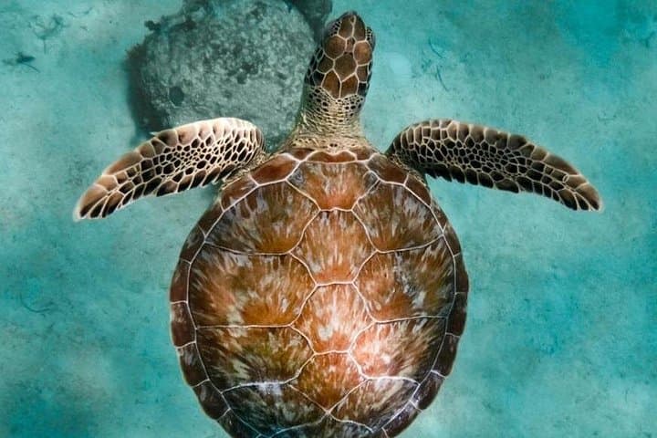 Akumal Turtle Swim & Underground Cenote Private Tour — Snorkel with Sea Turtles and Explore a Freshwater Cavern photo 4