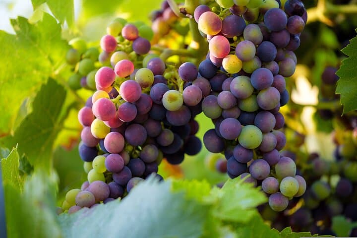 Half-Day Wine Tasting and Cape Sounio Sunset Tour from Athens photo 4