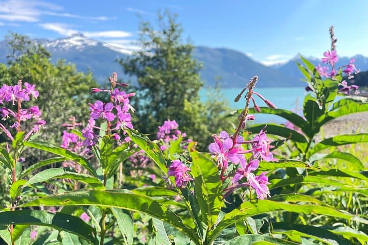 Forest Therapy in Haines, Alaska: 3-Hour Guided Shinrin-Yoku Experience photo 5