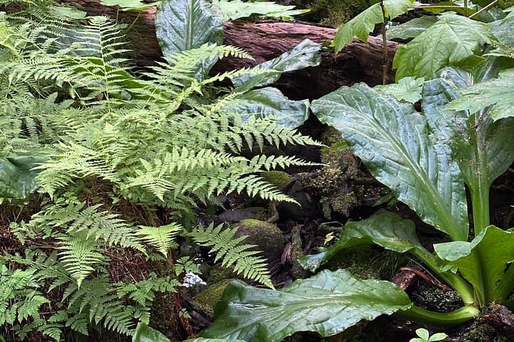 Forest Therapy in Haines, Alaska: 3-Hour Guided Shinrin-Yoku Experience photo 6