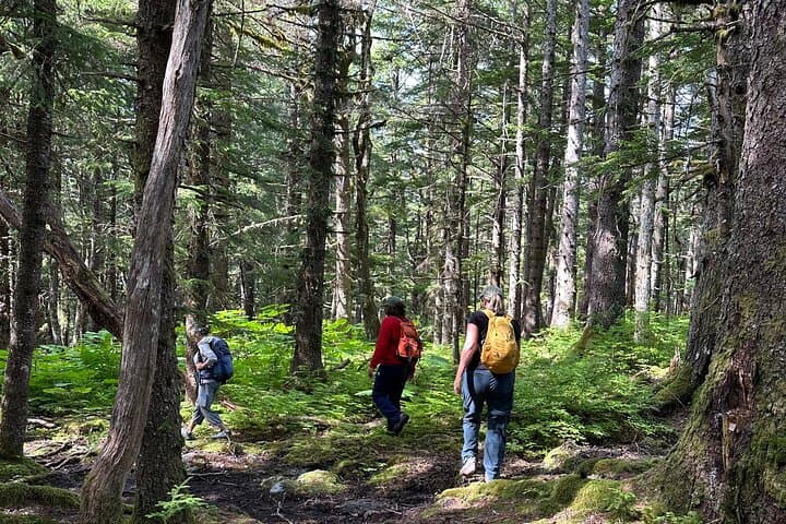 Forest Therapy in Haines, Alaska: 3-Hour Guided Shinrin-Yoku Experience photo 4