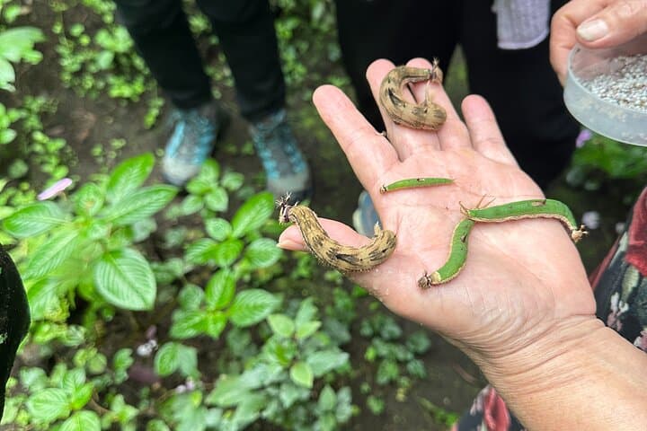 Monteverde Cloud Forest Cooking Class — Wood-Fired Costa Rican Flavors & Medicinal Gardens photo 4