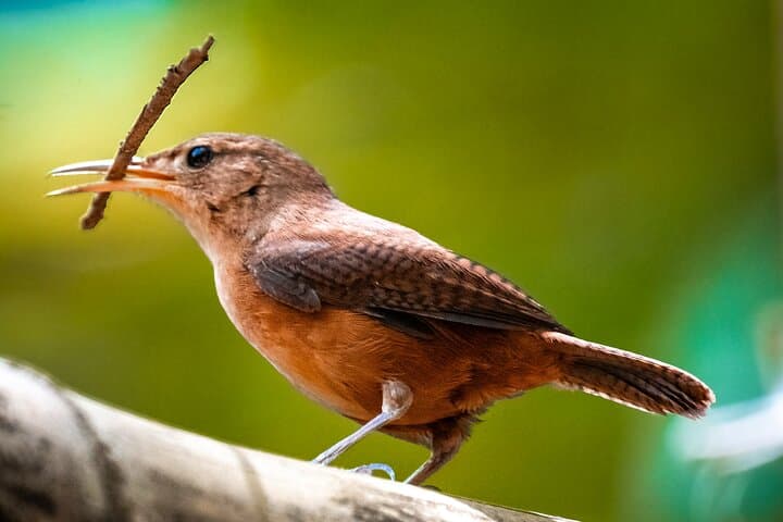 Grand Etang Rainforest & Seven Sisters: Full-Day Birdwatching and Waterfall Hike in Grenada photo 2