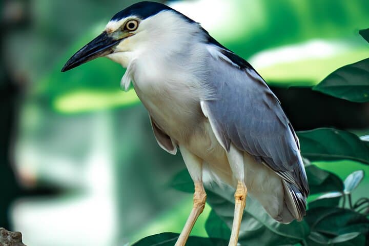 Grand Etang Rainforest & Seven Sisters: Full-Day Birdwatching and Waterfall Hike in Grenada photo 3