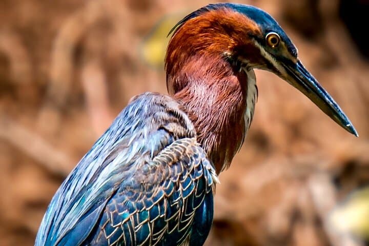 Grand Etang Rainforest & Seven Sisters: Full-Day Birdwatching and Waterfall Hike in Grenada photo 5