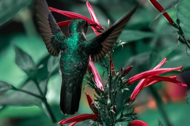 Grand Etang Rainforest & Seven Sisters: Full-Day Birdwatching and Waterfall Hike in Grenada photo 6