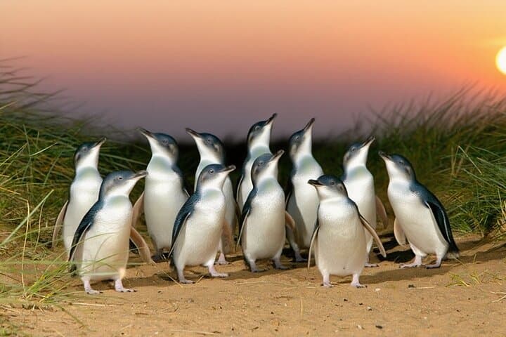 Melbourne Day Tour: Puffing Billy Steam Train, Yarra Valley Wineries & Phillip Island Penguin Parade photo 3