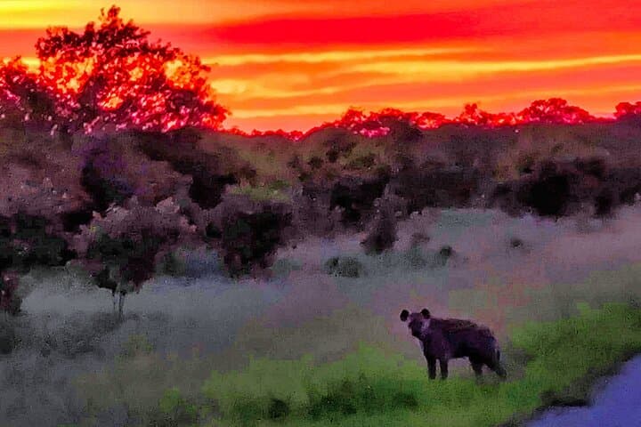 Chobe Sunrise Safari: Track Predators at Dawn and Be Back by Lunch photo 4