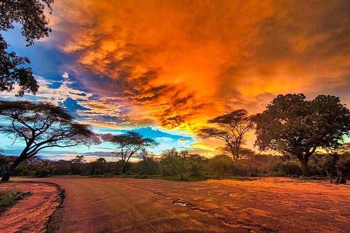 Chobe Sunrise Safari: Track Predators at Dawn and Be Back by Lunch photo 6