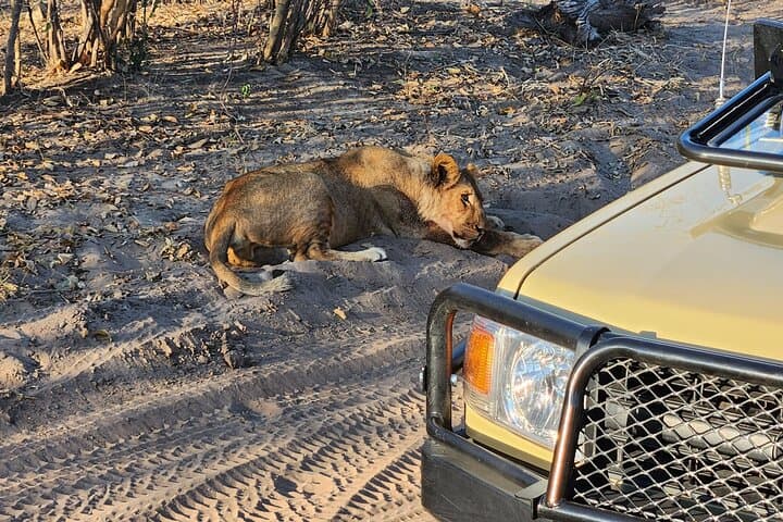Chobe Sunrise Safari: Track Predators at Dawn and Be Back by Lunch photo 5
