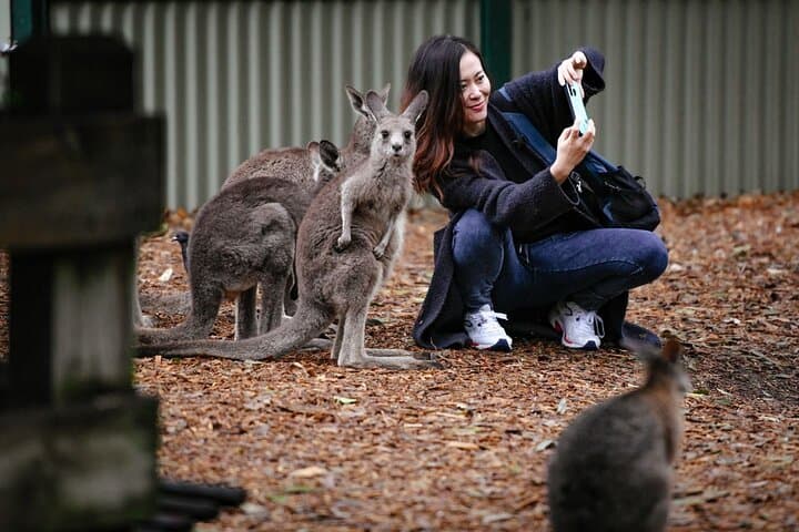 Blue Mountains Day Tour from Sydney: Scenic World, Featherdale Wildlife & Three Sisters photo 6