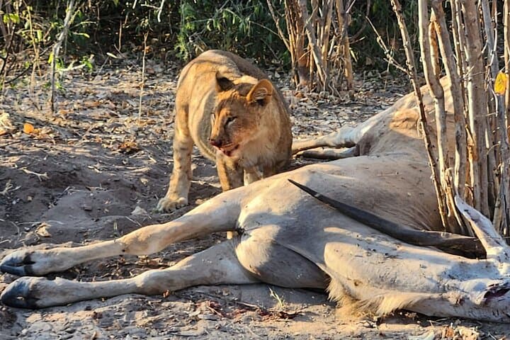One Day, Two Worlds: Chobe Land-and-River Safari from Victoria Falls photo 5