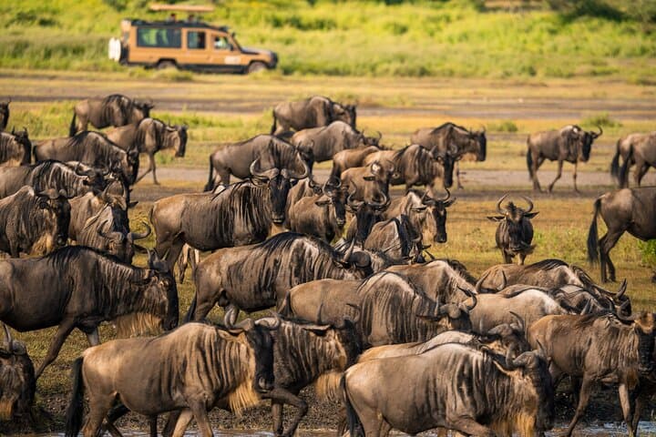 Budget 6-Day Safari: Ngorongoro, Serengeti & Tarangire National Parks photo 3