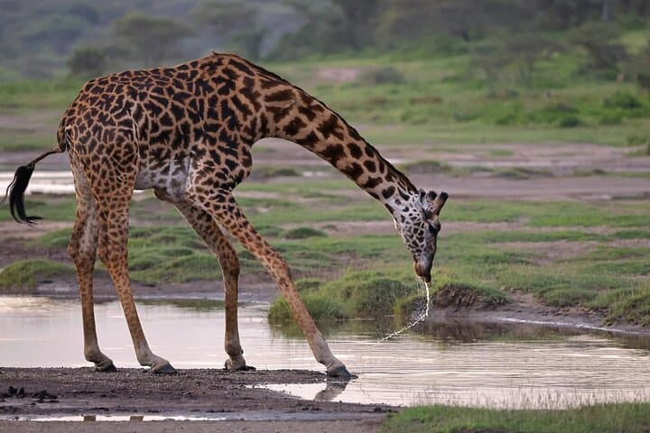 Budget 6-Day Safari: Ngorongoro, Serengeti & Tarangire National Parks photo 2