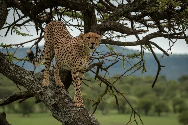 Budget 6-Day Safari: Ngorongoro, Serengeti & Tarangire National Parks photo 5