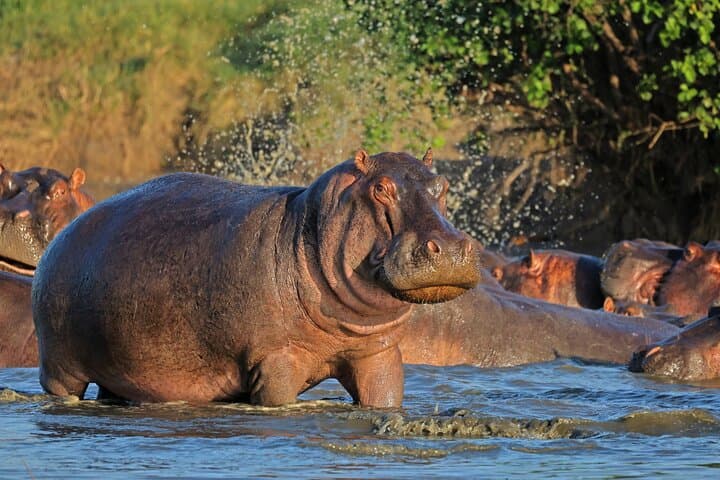 Ruaha National Park: 2-Day Budget Safari from Iringa