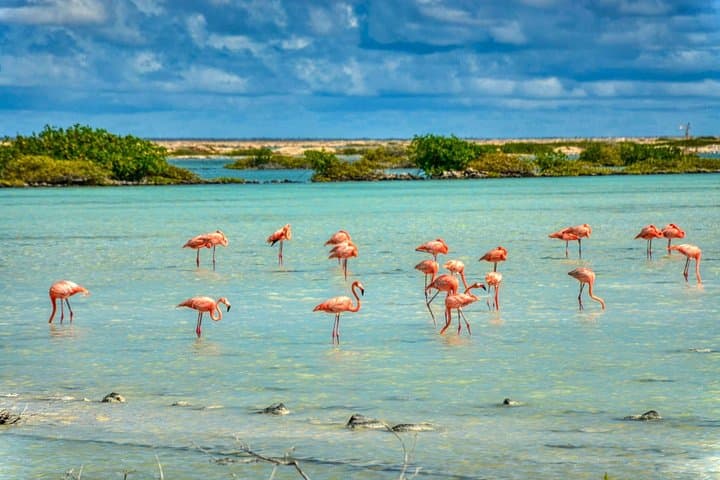 Guided Bonaire South Tour — Salt Ponds, Historic Huts & Southern Lighthouse photo 2