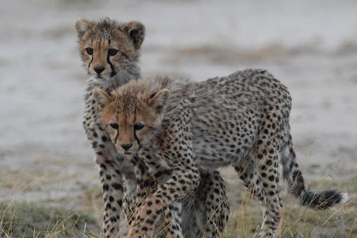 4-Day Tanzania Safari: Tarangire, Serengeti & Ngorongoro Crater Wildlife Expedition
