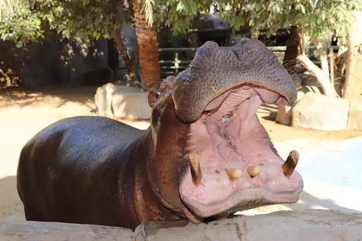 Hands-On Wildlife at Emirates Park Zoo: Feed Giraffes, Watch Sea Lions, Try the Zoo Zip photo 2