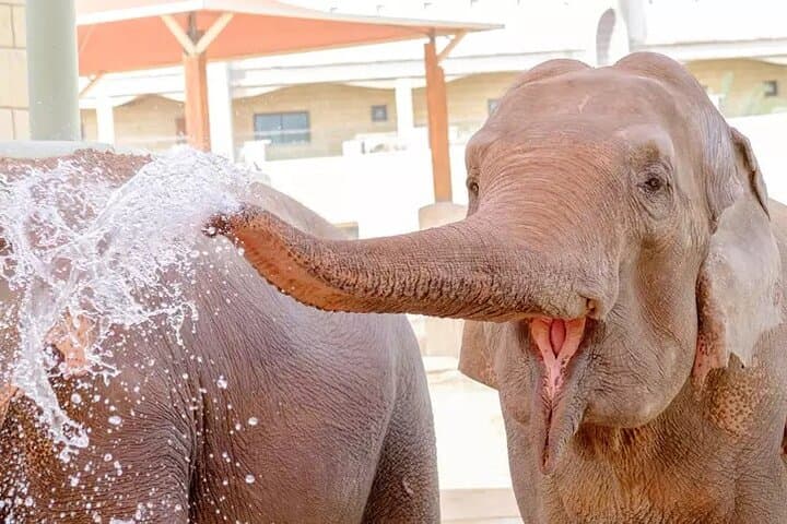 Hands-On Wildlife at Emirates Park Zoo: Feed Giraffes, Watch Sea Lions, Try the Zoo Zip photo 3