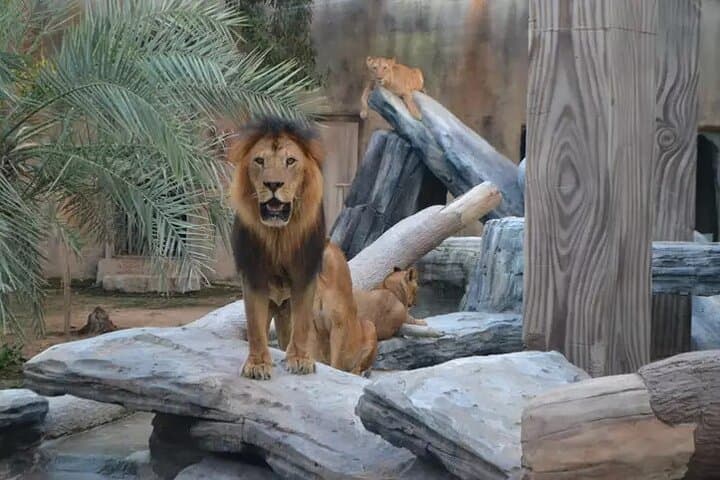 Hands-On Wildlife at Emirates Park Zoo: Feed Giraffes, Watch Sea Lions, Try the Zoo Zip photo 5