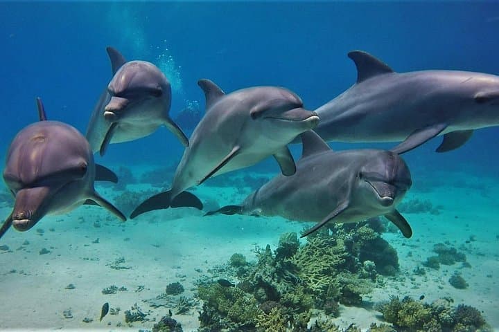 Sharm El Sheikh 15-Minute Dolphin Swim: Red Sea Encounter with Transfers