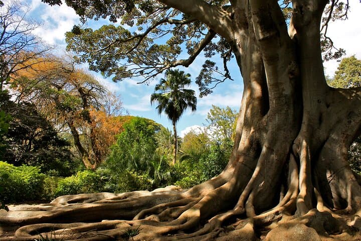 Cape Town Nature Journey: Echo Valley Hike, Arderne Gardens & Lion's Head Sunset photo 2