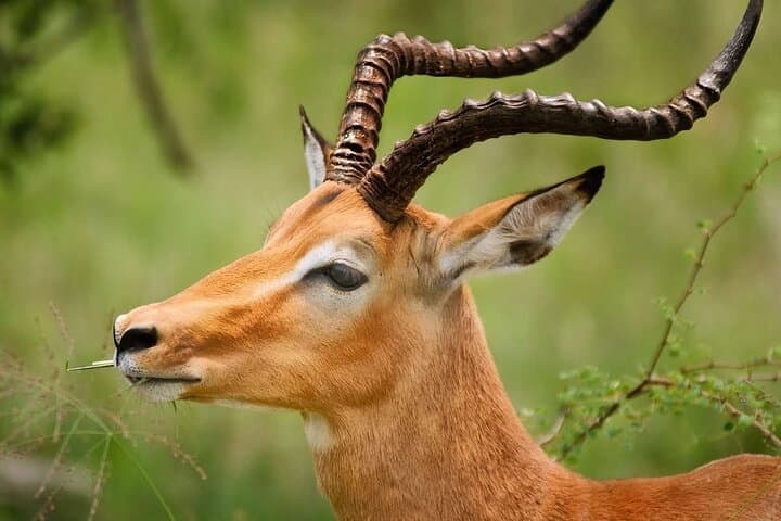 Day Trip Safari: Ngorongoro Crater from Arusha