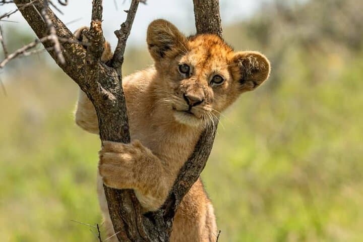 Day Trip Safari: Ngorongoro Crater from Arusha photo 3