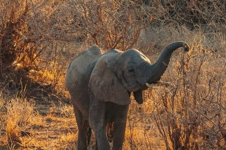 Day Trip Safari: Ngorongoro Crater from Arusha photo 4