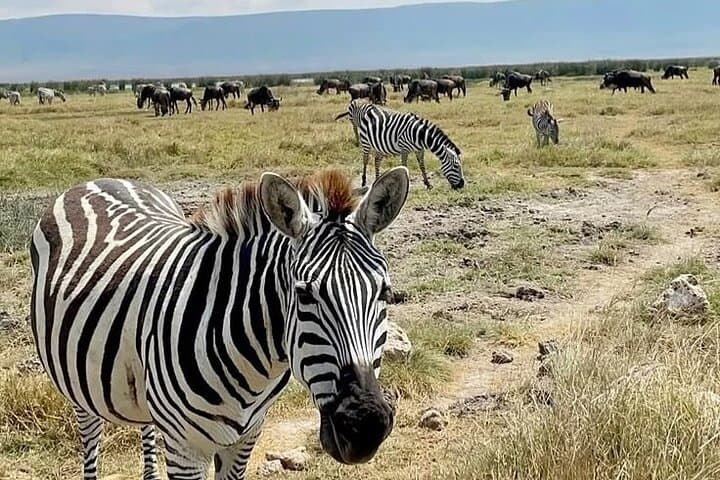 Day Trip Safari: Ngorongoro Crater from Arusha photo 6