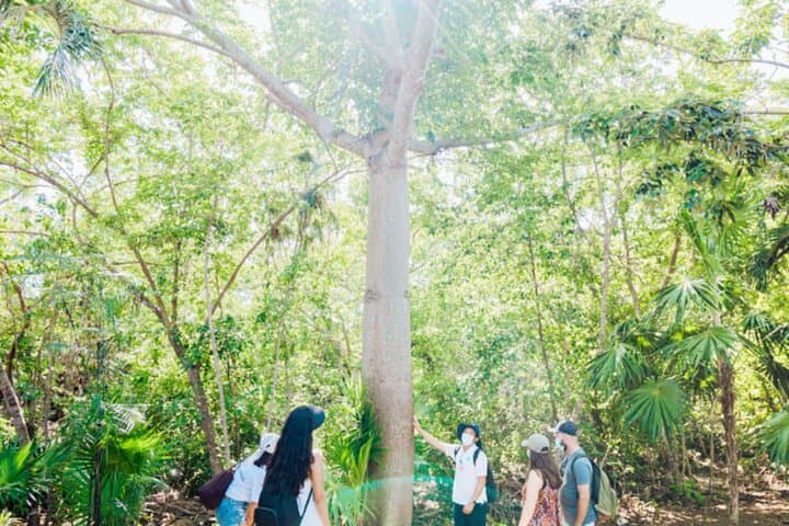 Half-Day Tulum and Gran Cenote Tour with Local Tacos — Ruins, Cenote Snorkel & Authentic Lunch photo 3
