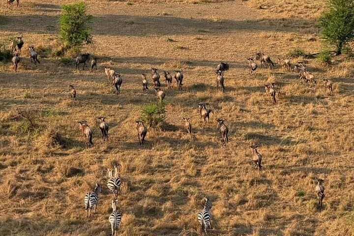 Tarangire Day Safari: Elephants, Baobabs & Big-Game Viewing from Arusha photo 3