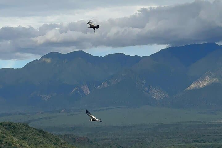 Andean Condors at Oath Canyon: Mirador del Juramento Viewing Tour photo 2