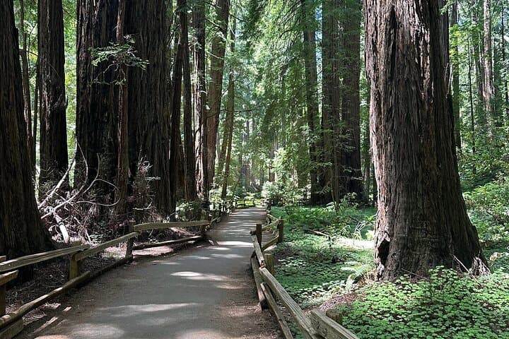 Muir Woods & Sausalito Day Tour: Redwoods, Bay Views, and Local Flavors photo 3