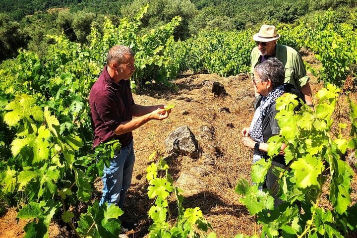 Sierra de Salamanca Wine and Medieval Villages Day Tour photo 2