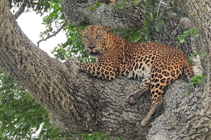 Yala National Park Half-Day Safari: Leopard Spotting & Jeep Wildlife Tour photo 1