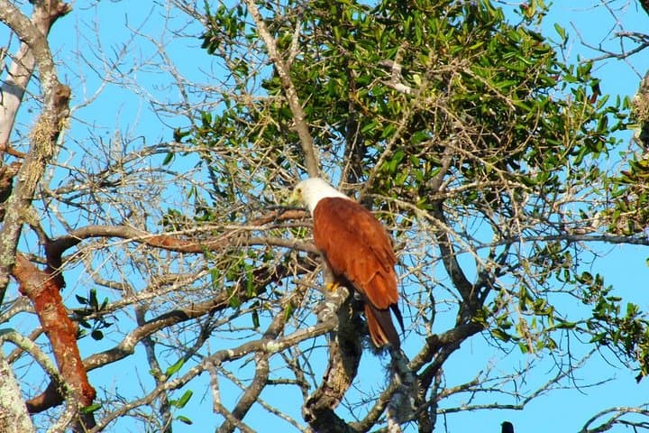 Yala National Park Half-Day Safari: Leopard Spotting & Jeep Wildlife Tour photo 3