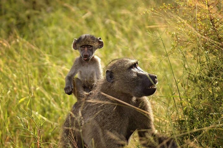 Chobe National Park Full-Day Safari: Elephants, Big Five & Chobe River Cruise photo 3